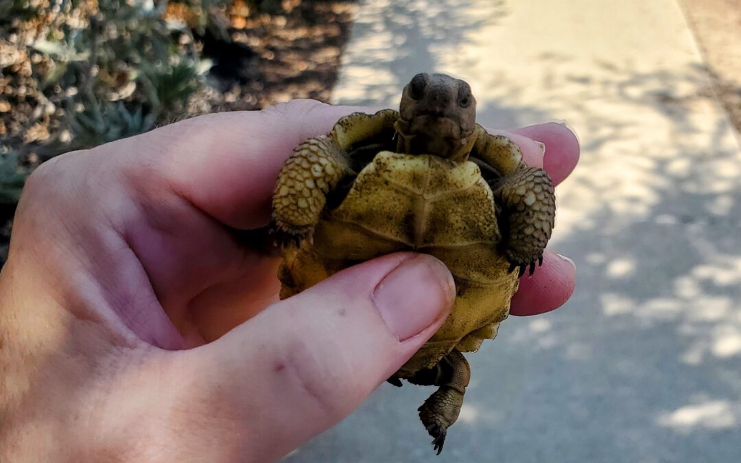 Tortoise!